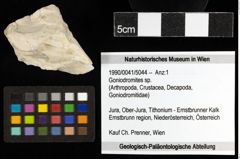 Foto (Objekt + Etiketten) von Goniodromites sp. 